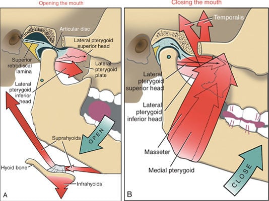 Medical illustration of TMJ muscles