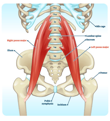Medical illustration showing the lower spine, pelvis and psoas muscles