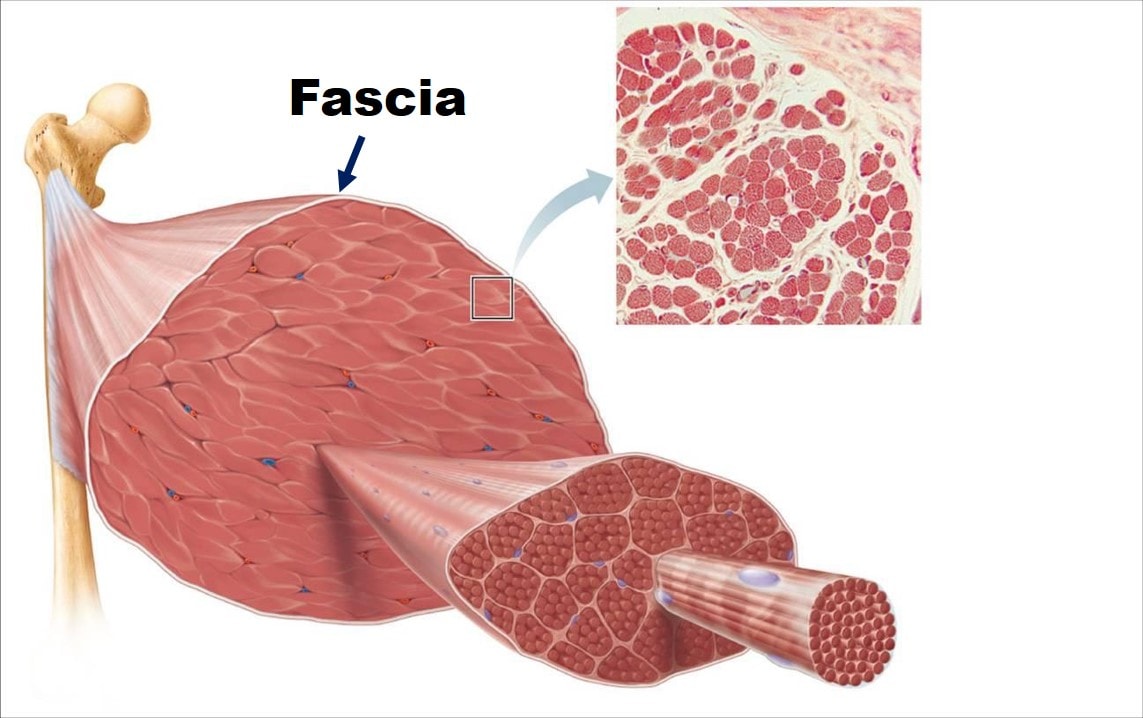 LASER Spine Surgery Side Effects: Meet the Thoracodorsal Fascia - Regenexx®