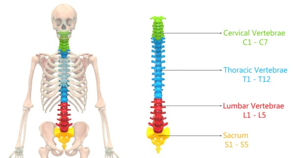 Medical illustration showing a portion of a skeleton with vertebral column labeled by section