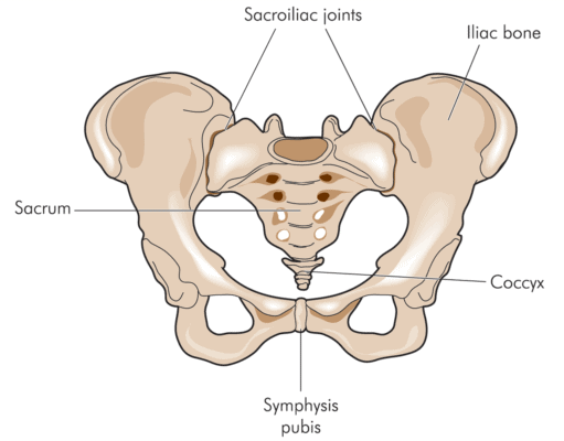 Medical illustration showing bones and joints of the pelvis.