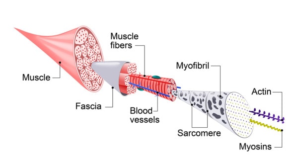 Medical illustration showing a cross section of a muscle fiber