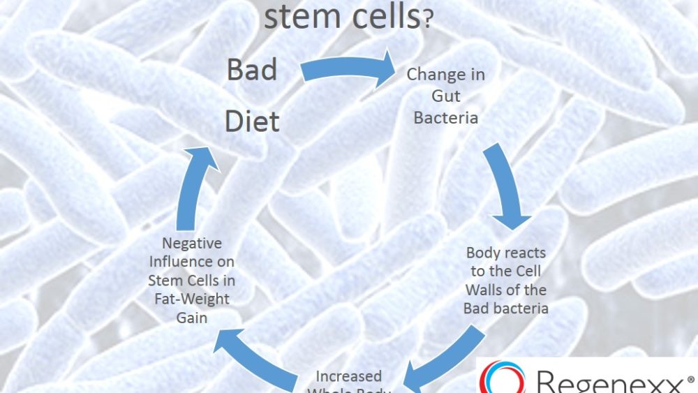 Can Your Gut Bacteria Optimize Stem Cells? Can It Hurt Your Stem Cells?