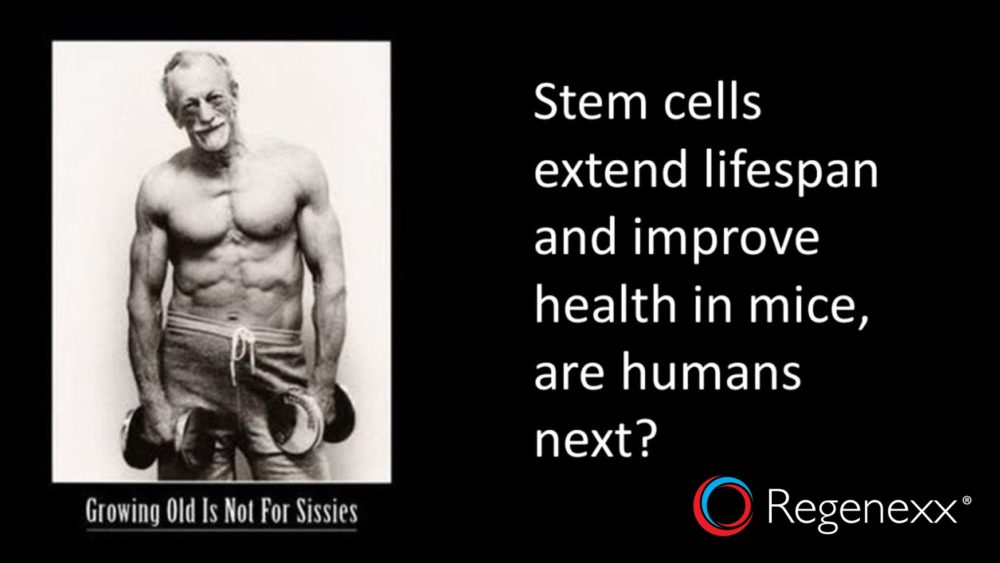 Stem Cells Extend Lifespan and Improve Health in Mice