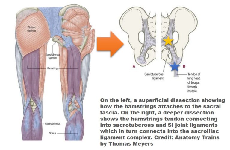 hamstrings surgery recovery