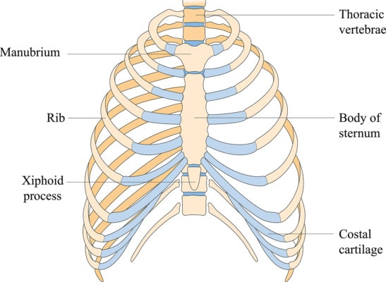 Medical illustration of the bones of the thoracic cavity or rib cage