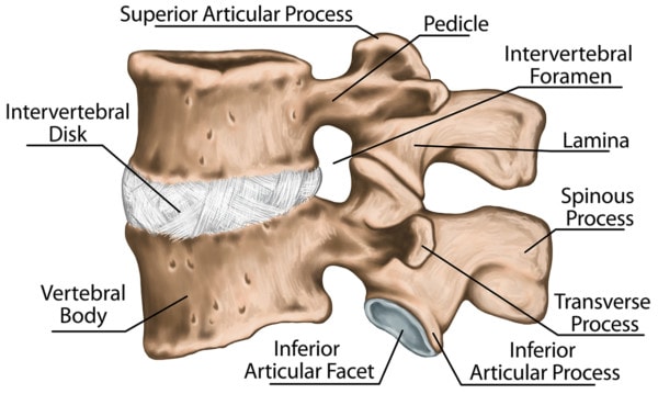 Medical illustration of third and fourth lumbar vertebrae