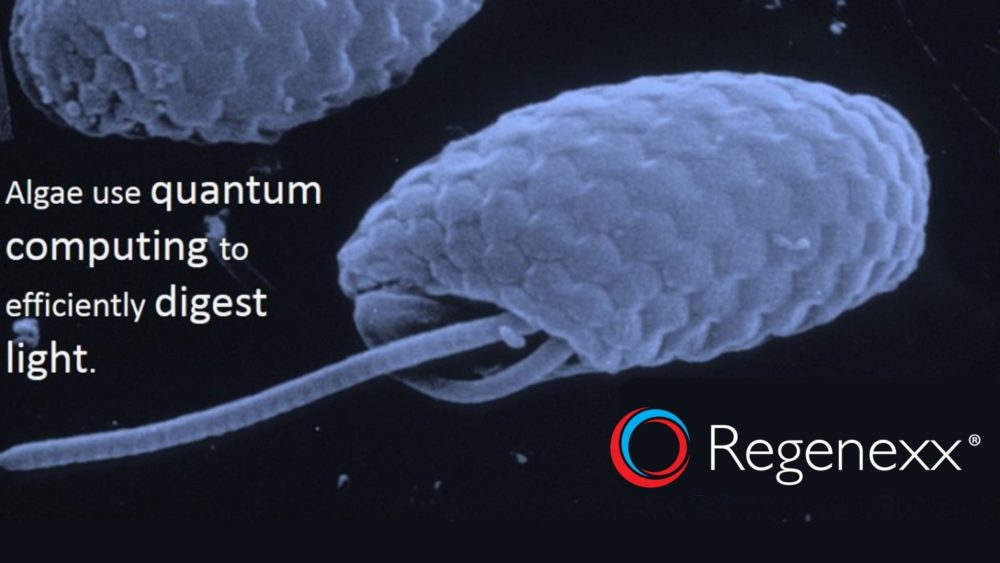 Algae use Quantum Computing to Be More Efficient: Implications for Stem Cells