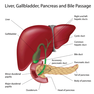 Medical illustration of the liver, gallbladder, duodenum and pancreas, labeled