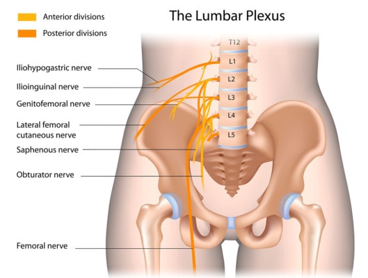 Medical illustration showing nerves of the lower back and their connection to the hip and pelvis