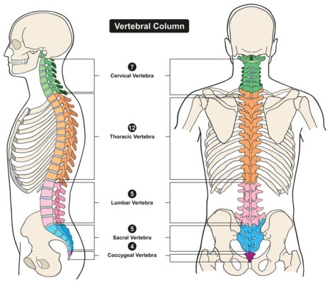 Illustration showing the vertebral column of the human spine from the side and from the back 