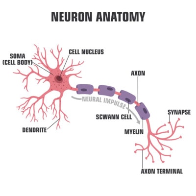 Medical illustration of the anatomy of a neuron in the brain
