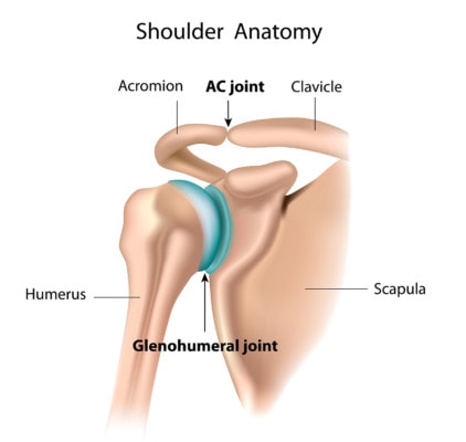 Medical illustration of the shoulder with anatomy labeled.
