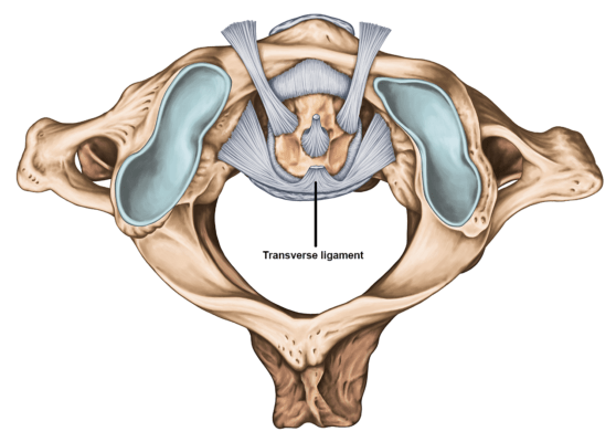Medical illustration of a cross section of the spine at the neck with the transverse ligament labeled