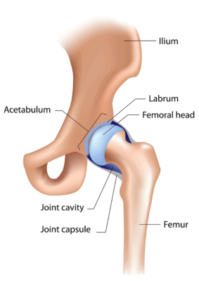 Medical illustration of the hip joint structure labeled