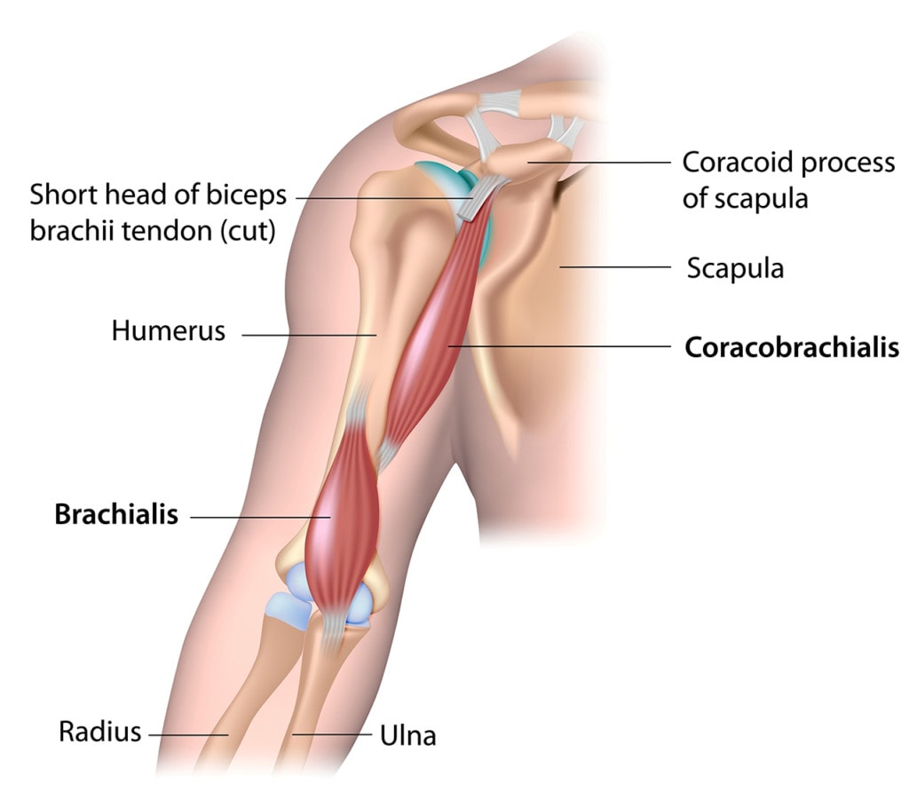 Medical illustration showing the anatomy of the shoulder and the upper arm