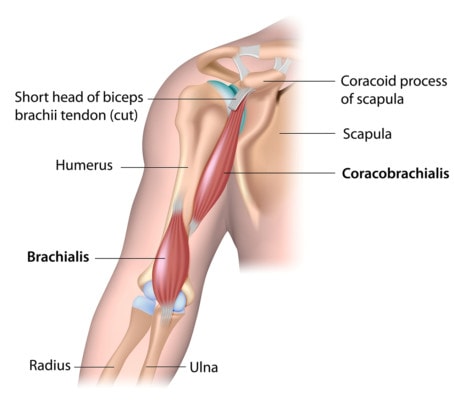 Medical illustration showing the anatomy of the shoulder and the upper arm