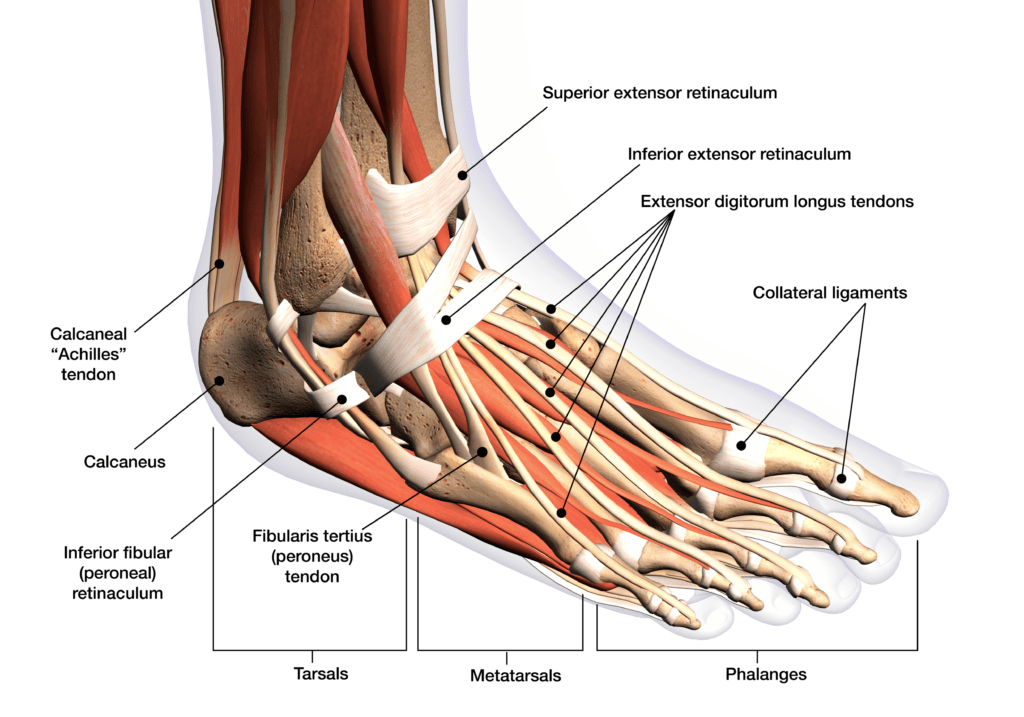 Why Do My Toes Spread Apart When I Walk? - Regenexx