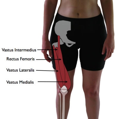 Photo of a person's torso and thighs with overlapping illustrations showing the anatomy of the thigh