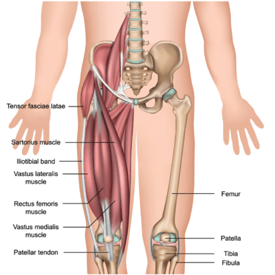 Medical illustration showing the anatomy of the thigh