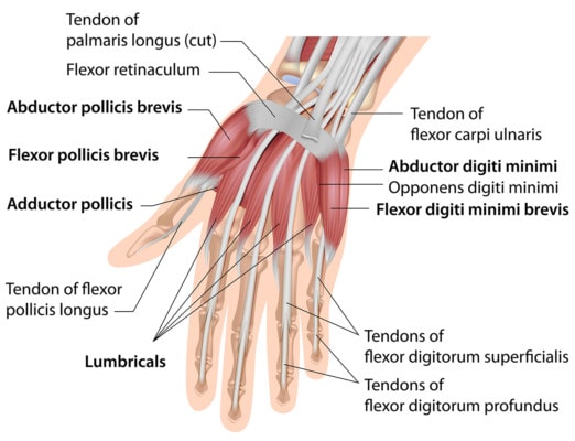 Medical illsutration showing the anatomy of the hand