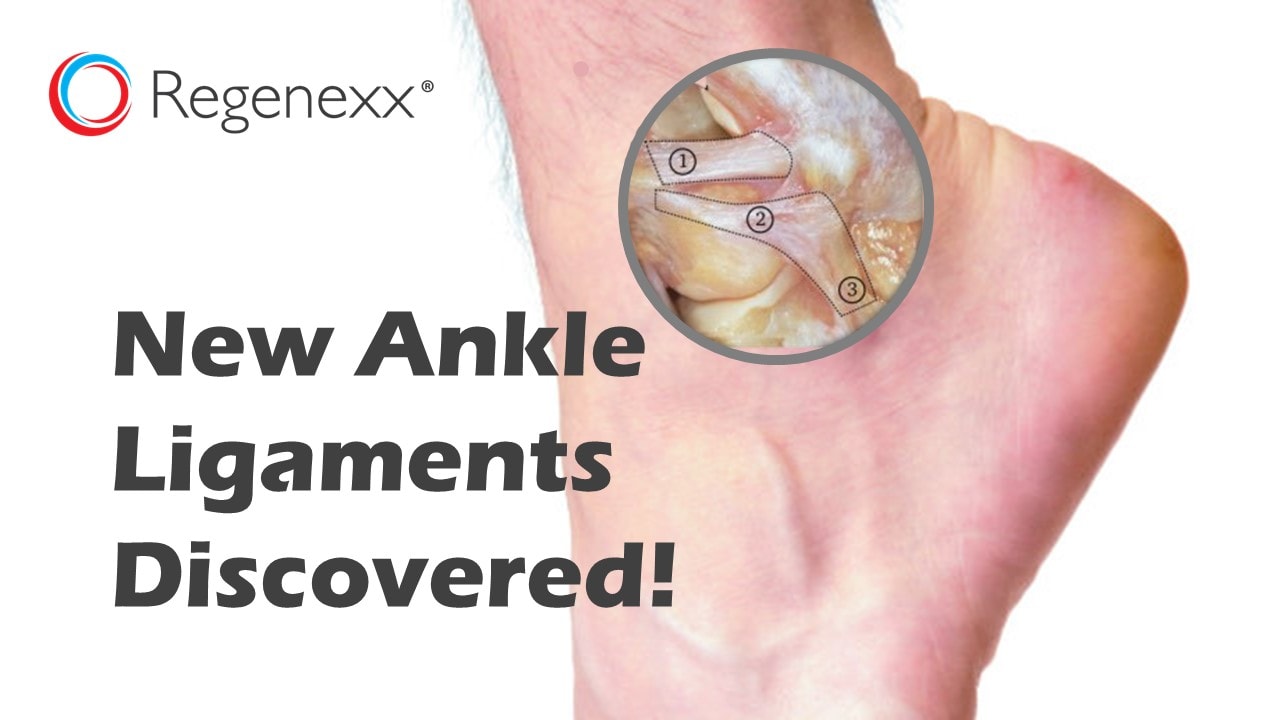third ankle ligament complex