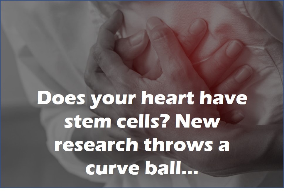 heart stem cells