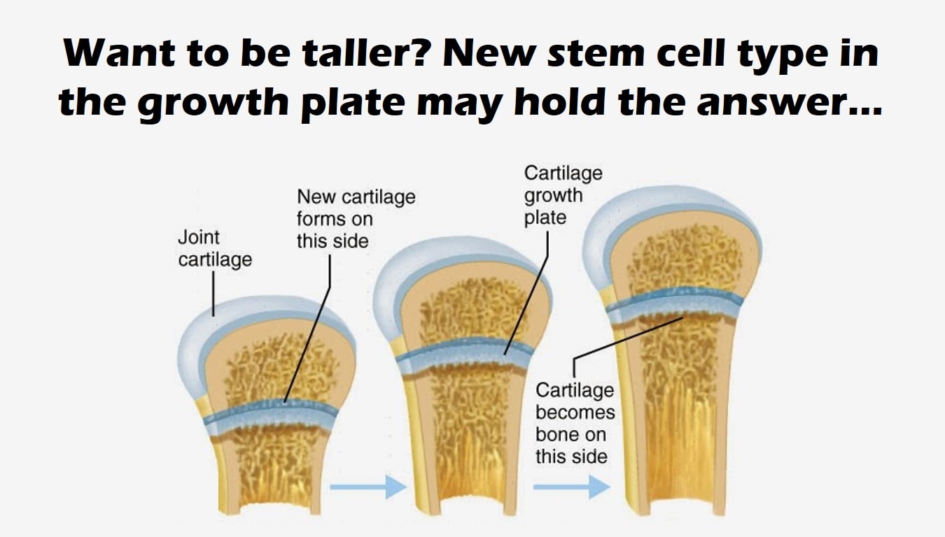 Skeletal Stem Cells May Make Us Taller Regenexx Blog