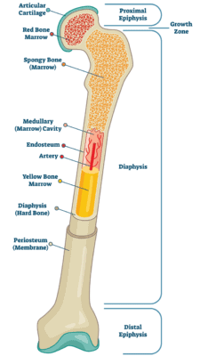 Medical illustration showing the anatomy of the cross section of a bone