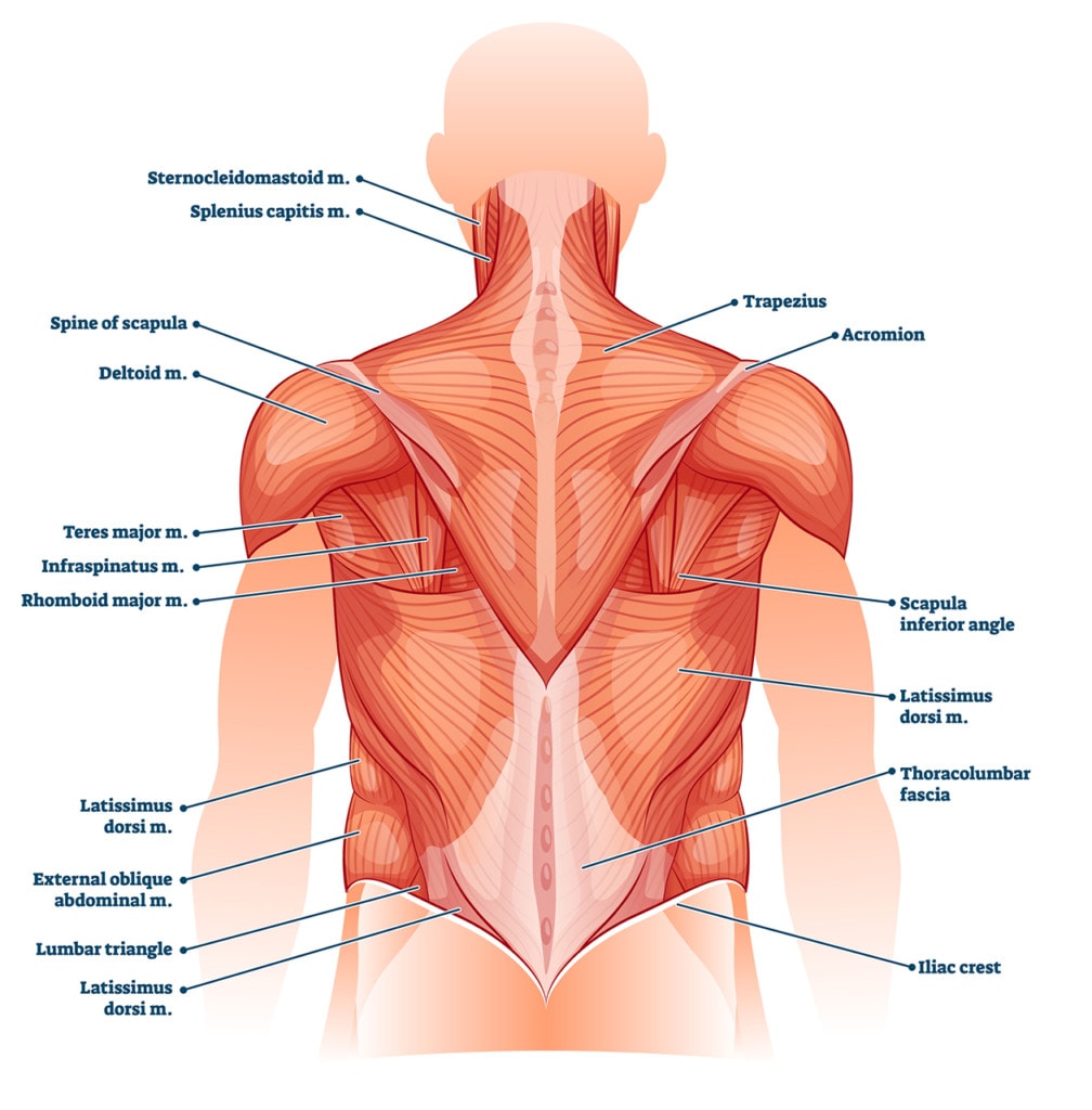 your back problem may be destroying back muscles