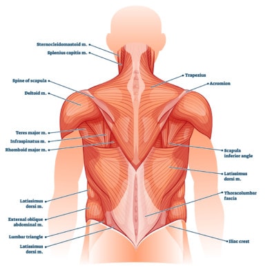 Medical illustration showing the muscles of the back