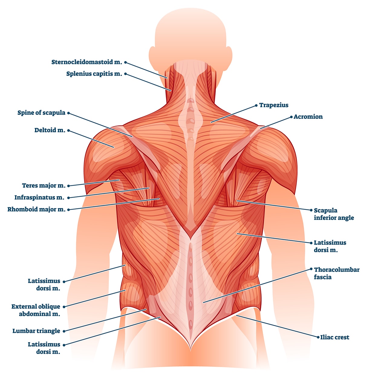 Muscular back deals