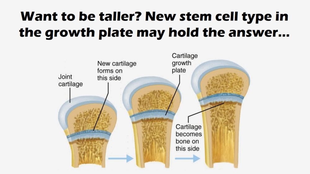 Skeletal Stem Cells Found Living in the Growth Plates May One Day Make Us Taller