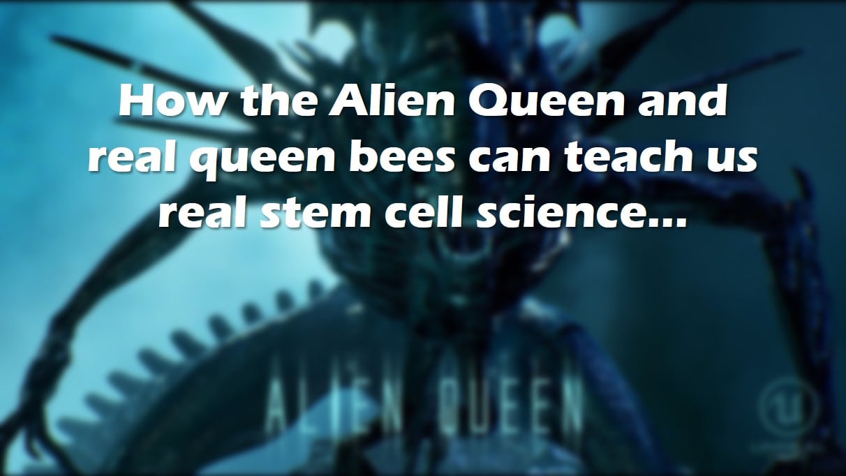 royal jelly stem cells