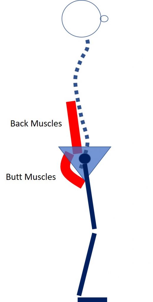 butt muscles protect low back