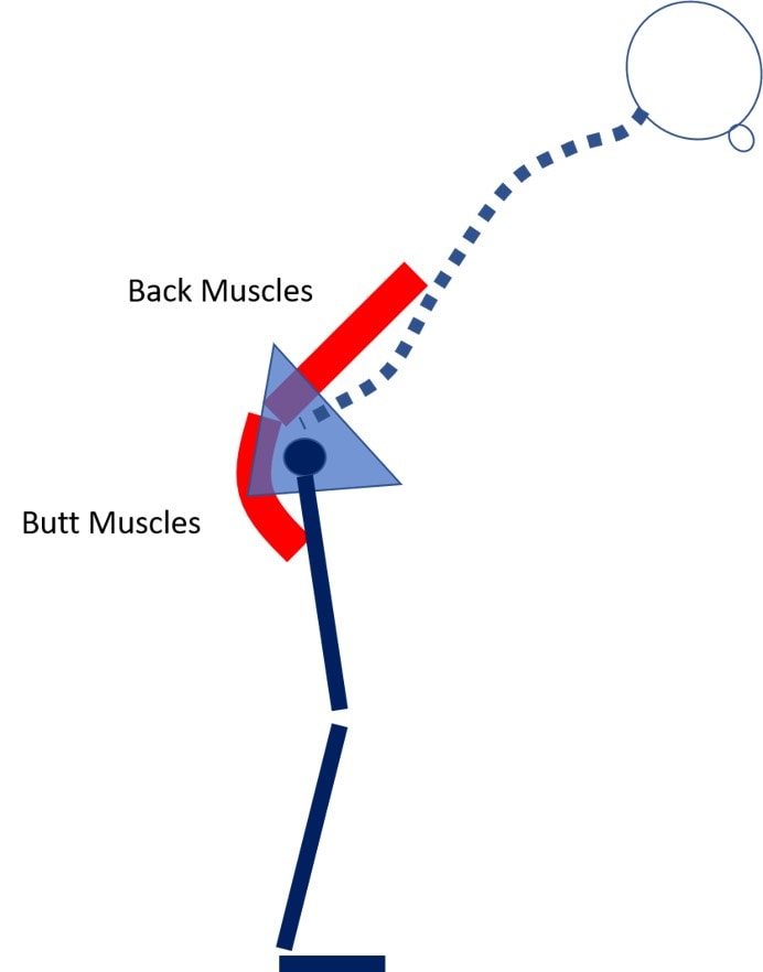 butt muscles protect the back when bending forward to get something