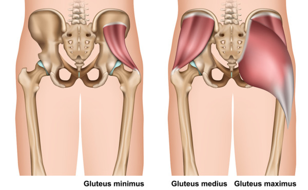 Medical illustration showing gluteus muscle anatomy