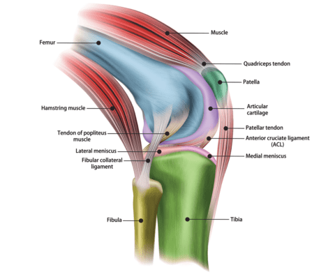 Lateral view illustration of the structure of the human knee joint showing bones, muscles, ligaments and tendons..