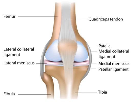 Illustration of the knee joint showing bones, ligaments, tendons and the meniscus.