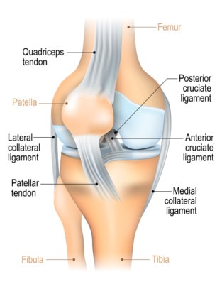 Medical illustration showing the ligaments of the knee