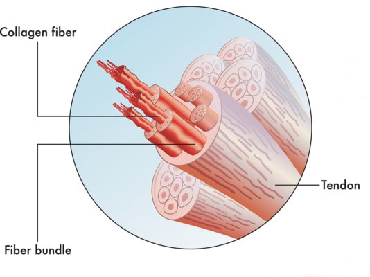 Medical illustration showing a cross section of a tendon and the fibers that comprise it