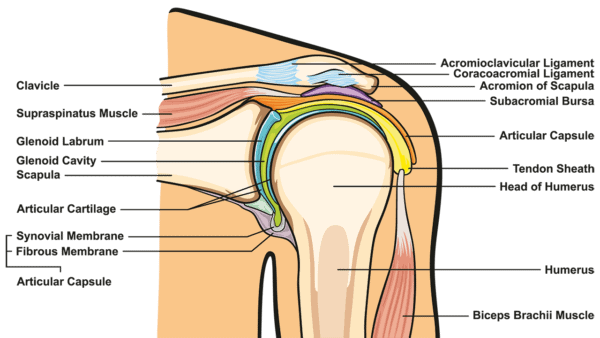 Medical illustration showing the anatomy of the shoulder