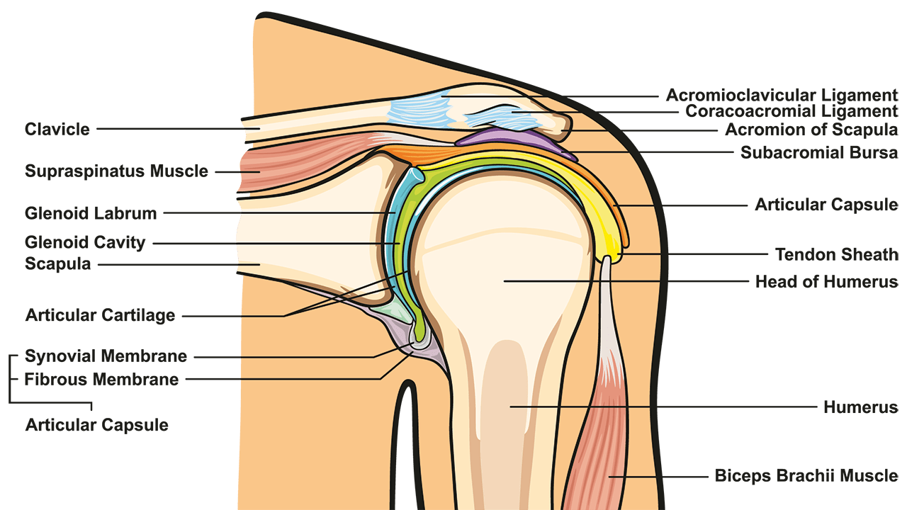 Shoulder Dislocation Surgery Pros And Cons|Shoulder Dislocation Surgery Pros  And Cons