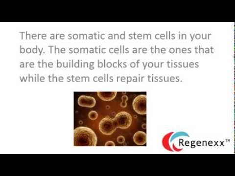 How do stem cells work? iPS and STAP