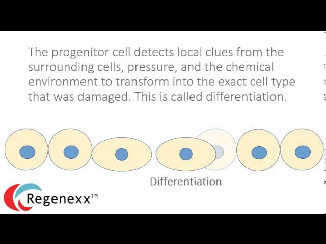 How do stem cells work? Differentiation or the Cellular Oedipus Complex
