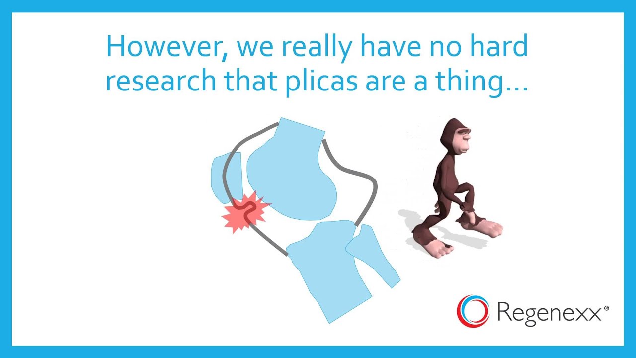 What is a Plica?