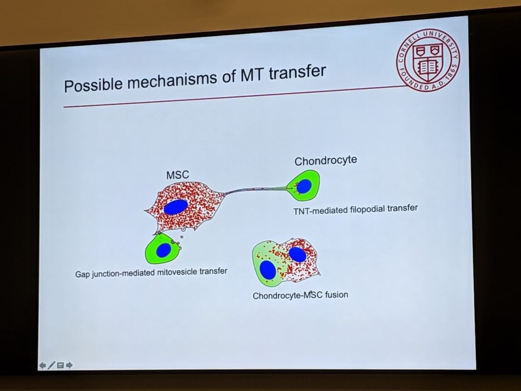 mitochondrial transfer stem cells