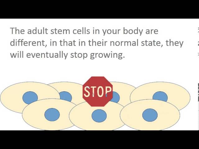 How do stem cells work? Contact Inhibition