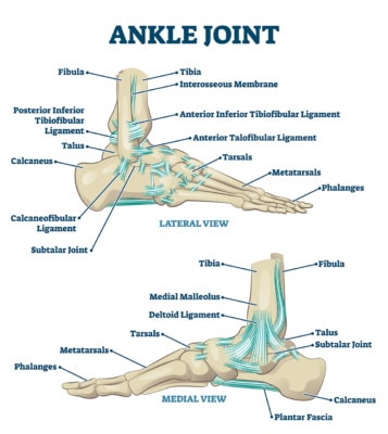 Detailed medical illustration showing the anatomy of the ankle joint from both sides 