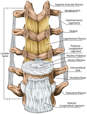 Medical illustration showing a cross section of a portion of the spine and its ligaments